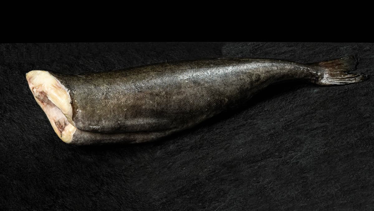 US Black Cod